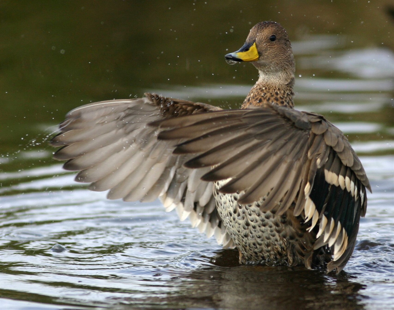 Pintail credit Tony Martin South Georgia pintail (Anas georgica georgica) – a species of duck. Credit Tony Martin